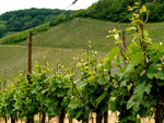 Vins de Provence
